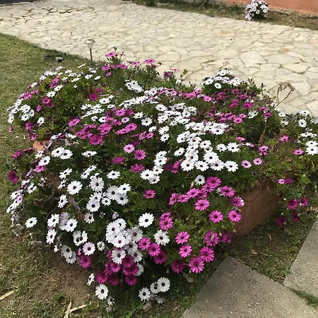 Maria Villa